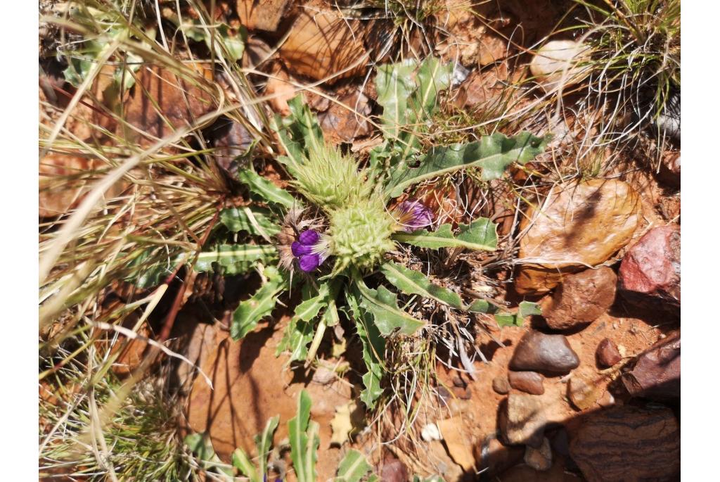 Hoffmann's Acanthopsis