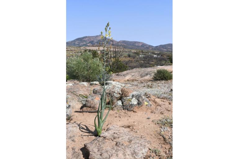 Albuca decipiens -10068