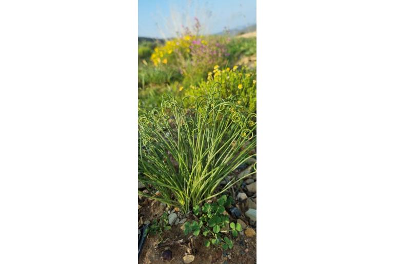 Albuca glandulosa -10069