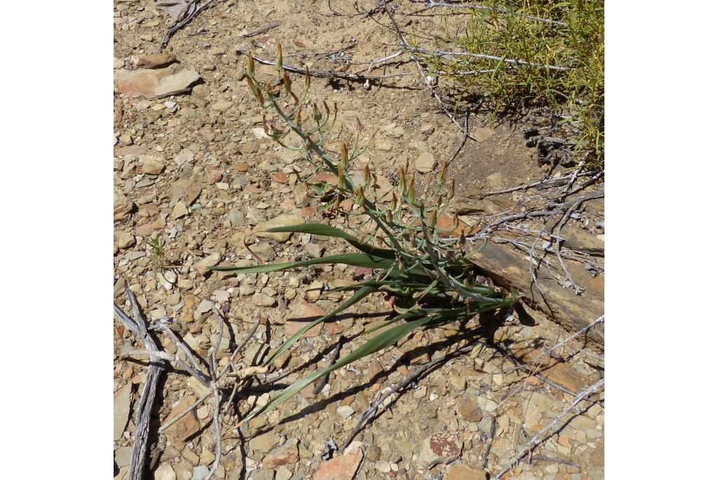 Schonland's albuca