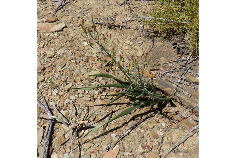 Albuca schoenlandii -10070