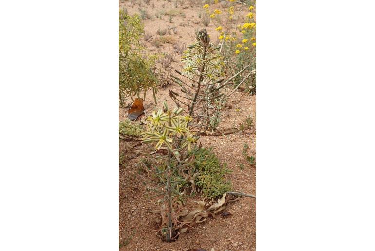 Albuca secunda -10071