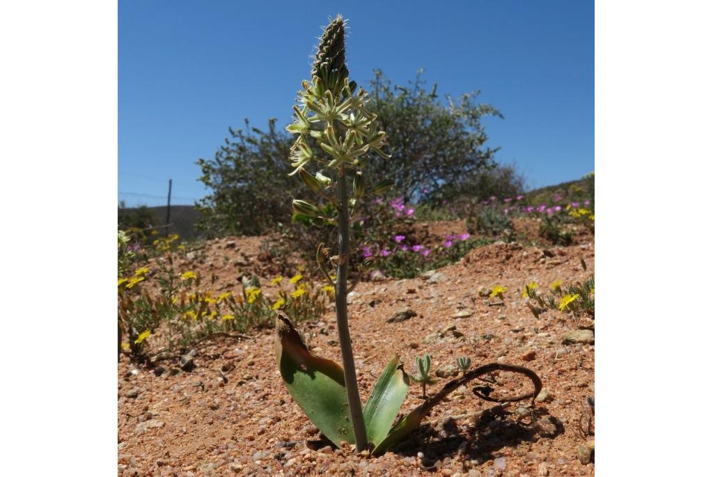 Enkelbladige albuca