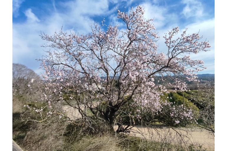 Prunus amygdalus -10076