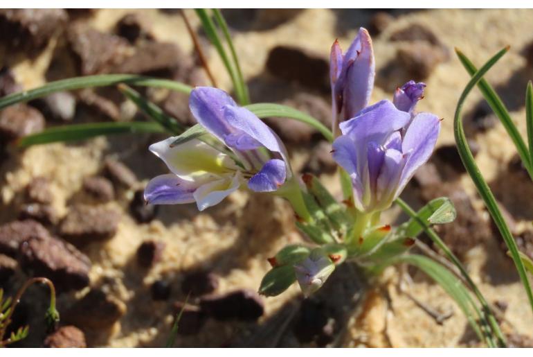 Babiana mucronata ssp minor -10078