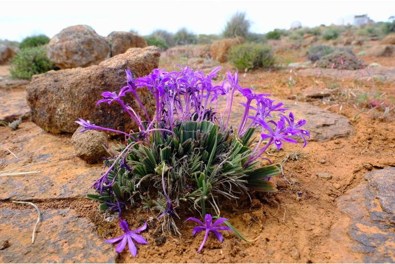 Babiana praemorsa -10079