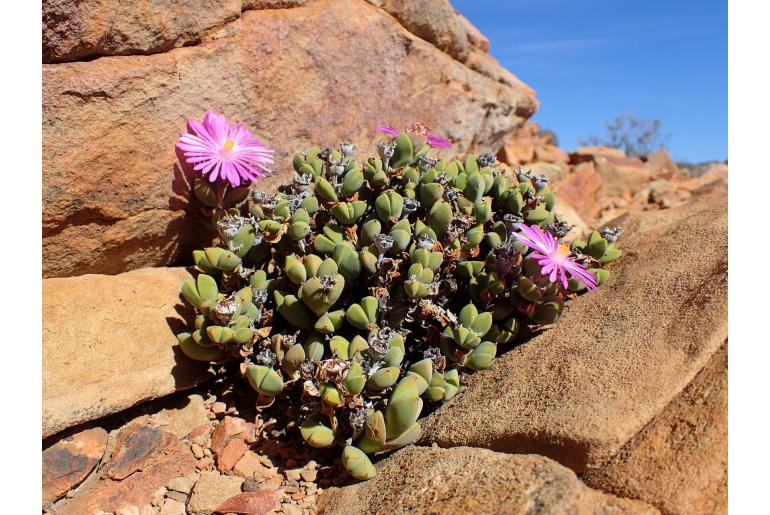 Braunsia apiculata -10085