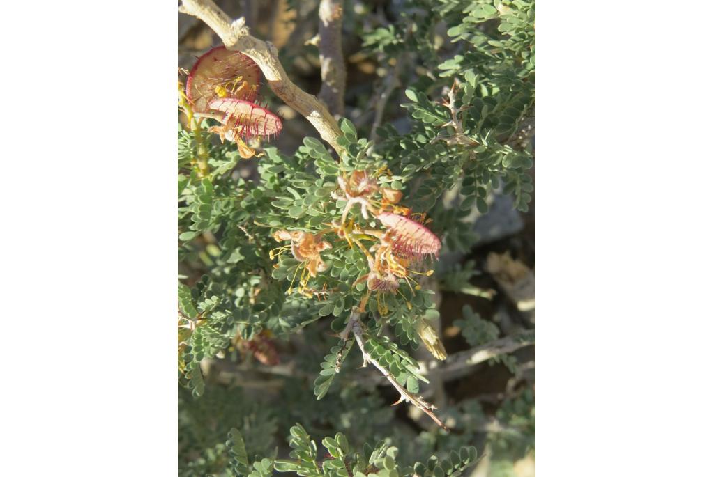 Pearson's caesalpinia