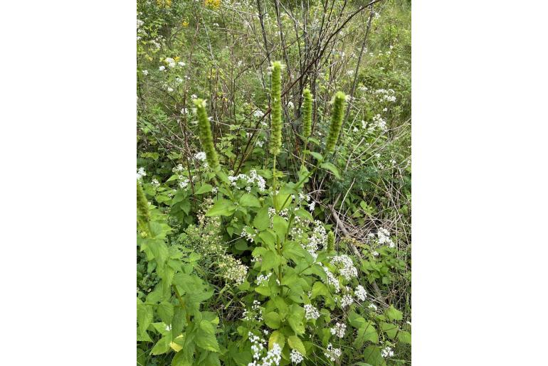 Agastache nepetoides -10095