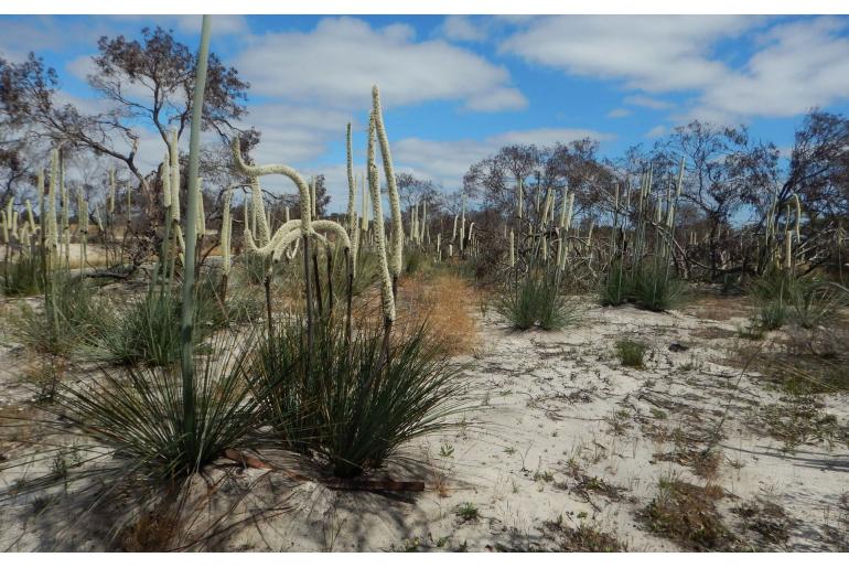 Xanthorrhoea caespitosa -10102