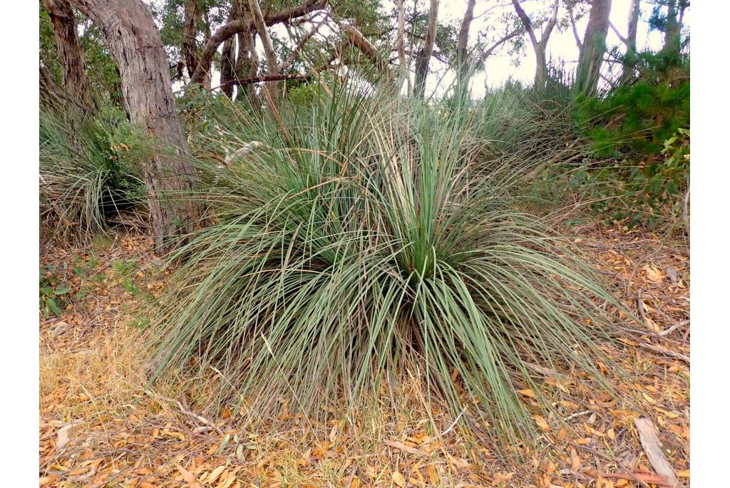 Bosjes grasboom