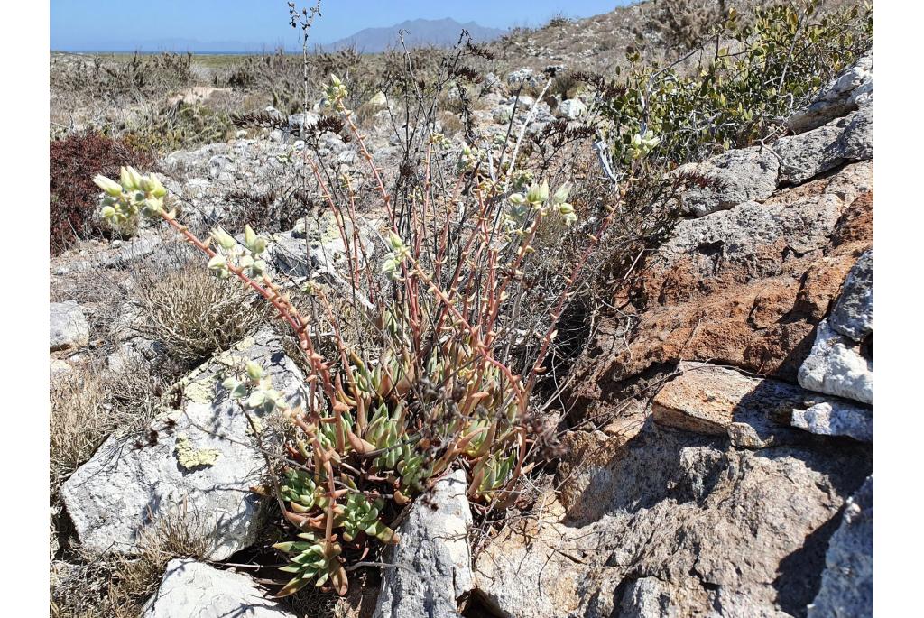 Witte bloem Dudleya