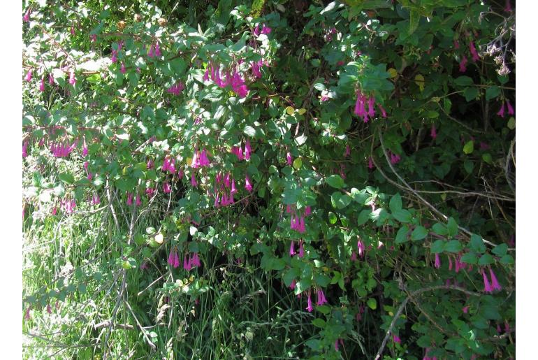 Clinopodium multiflorum -10120