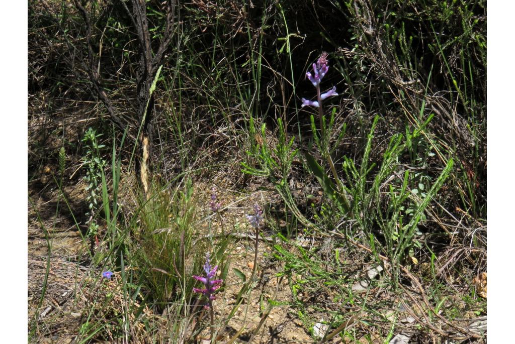 Blauwachtig groene lachenalia