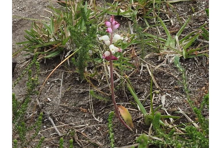 Lachenalia peersii -10126