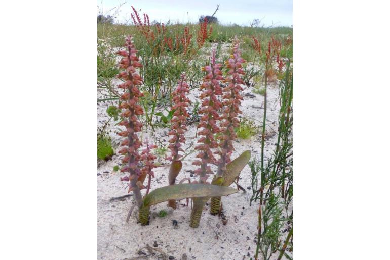 Lachenalia variegata -10128