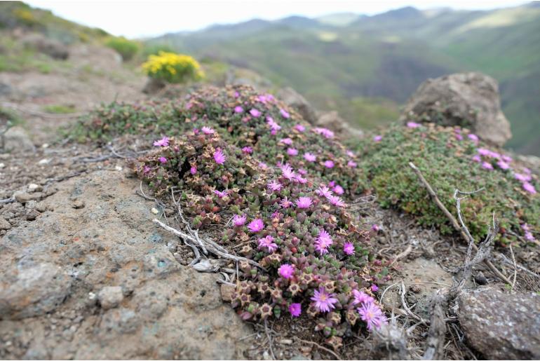 Ruschia putterillii -10140