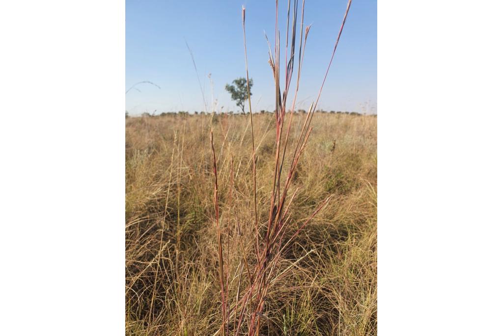 Bloedrode schizachyrium