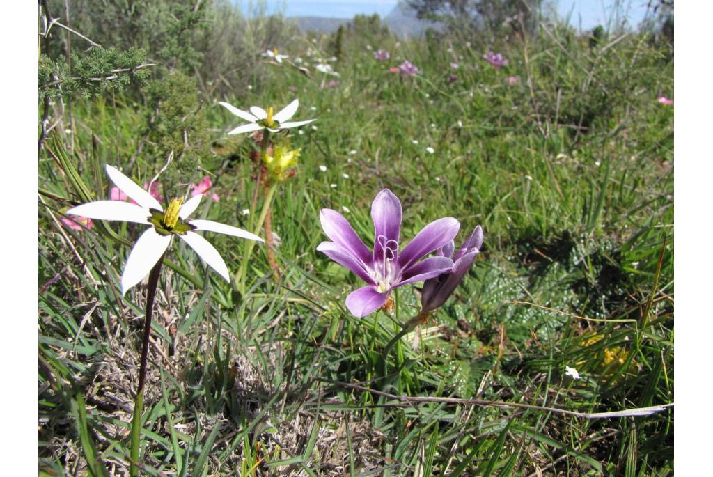 Violetkleurige zigeunerbloem