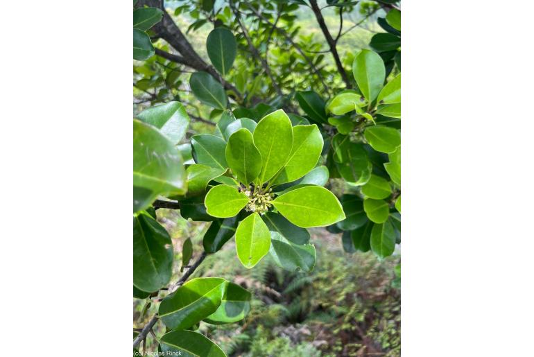 Ilex sebertii -10175