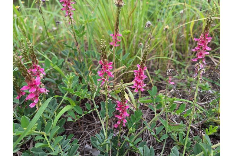 Indigofera schimperi -10176