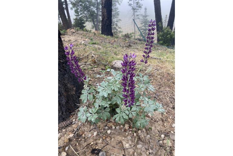 Lupinus sericatus -10191