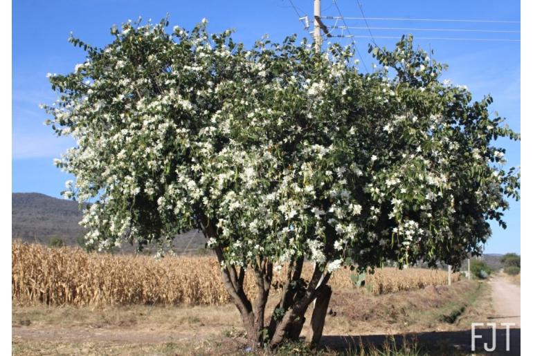 Bauhinia variegata var candida -10192