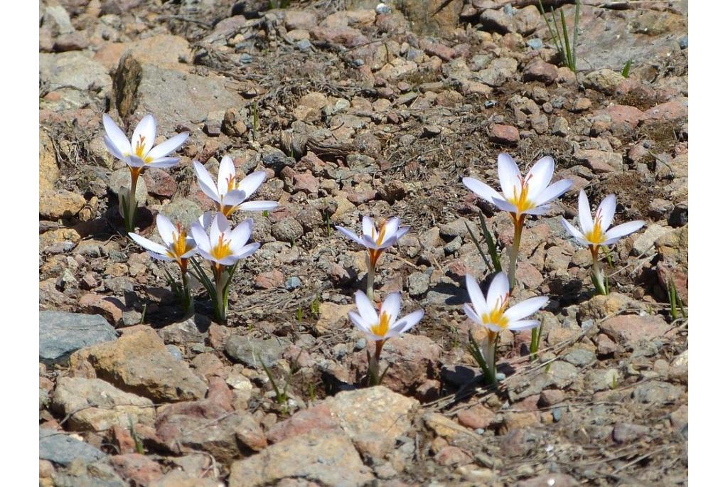 Cypriaanse Krokus