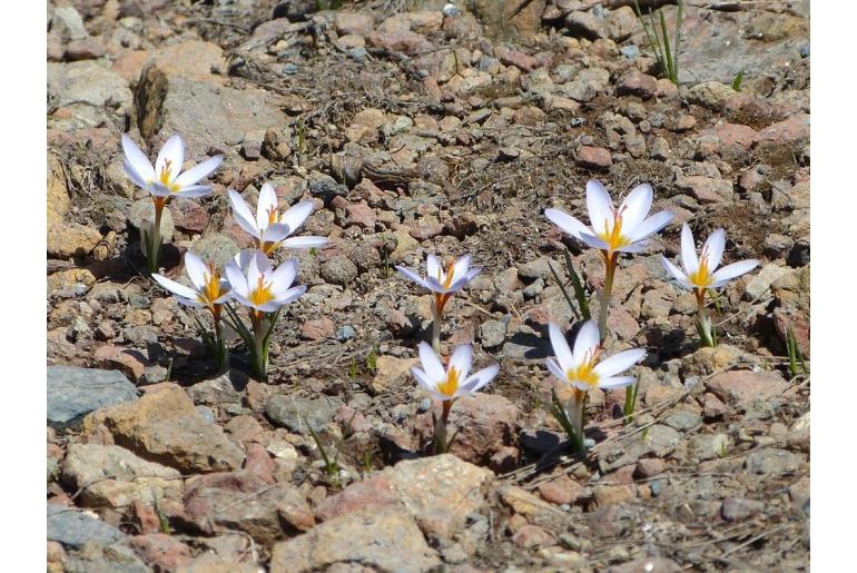 Crocus cyprius -10193