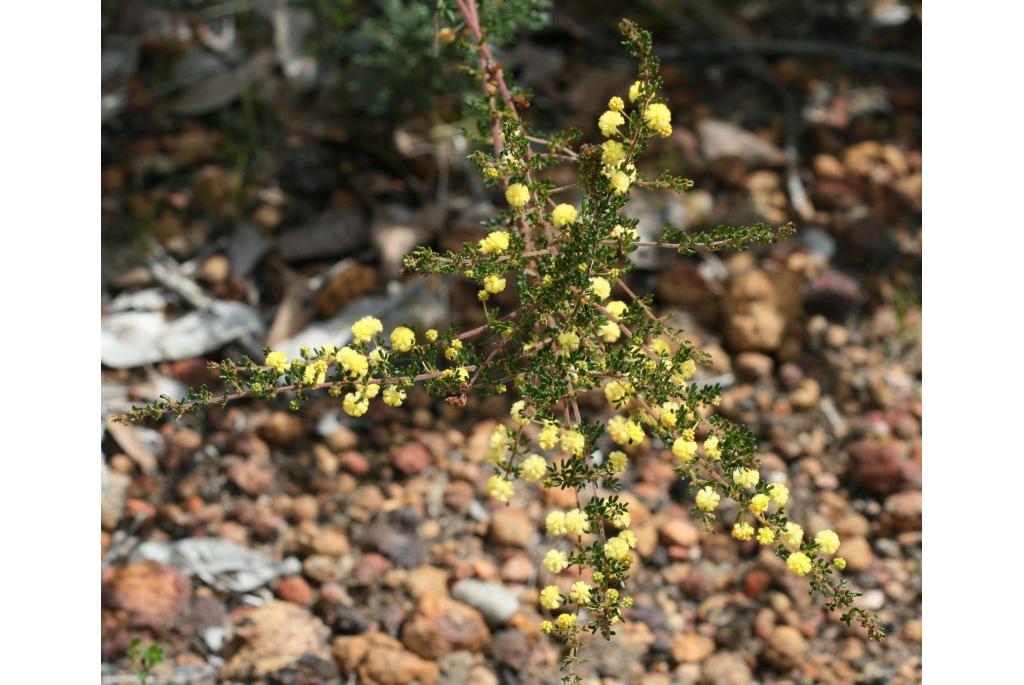 Brown's acacia