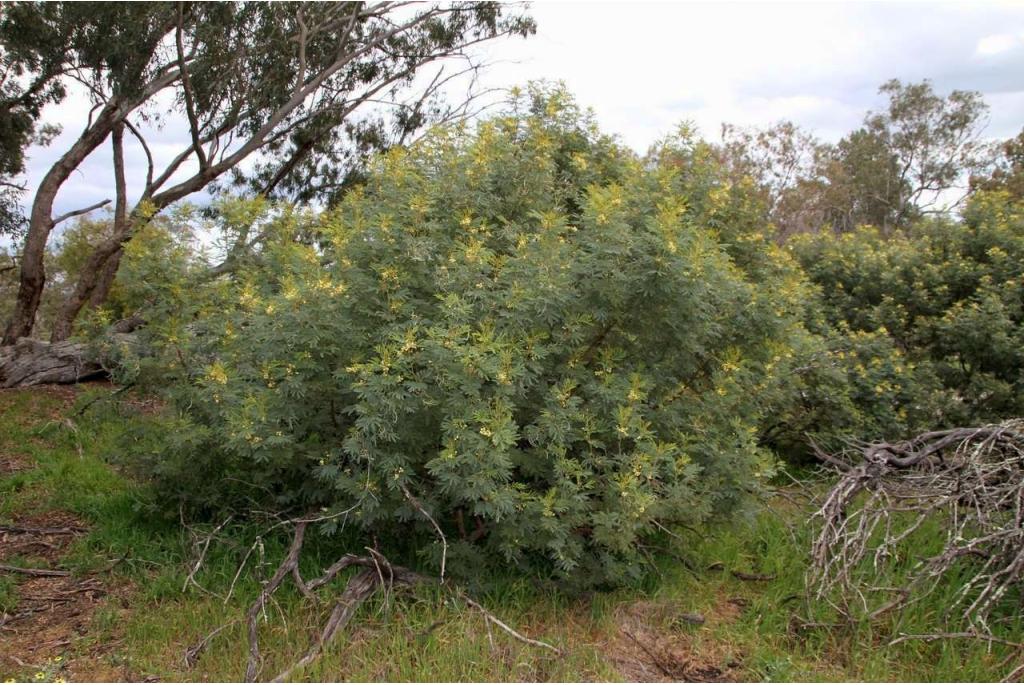 Groene acacia