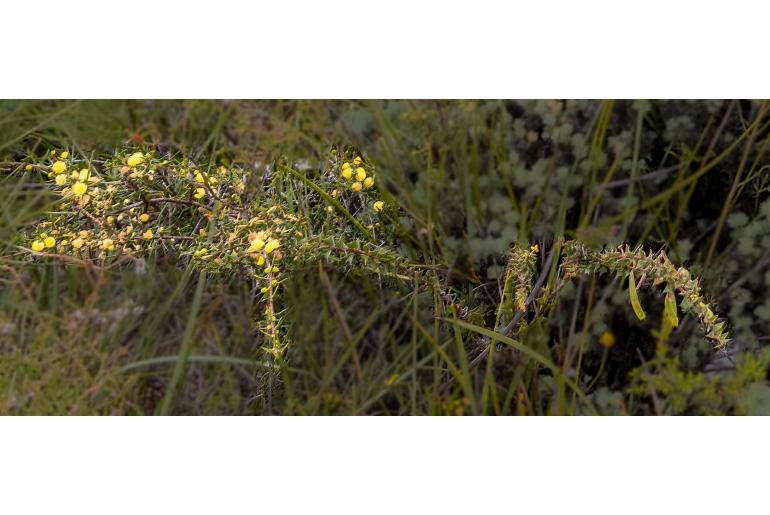 Acacia delphina -10207