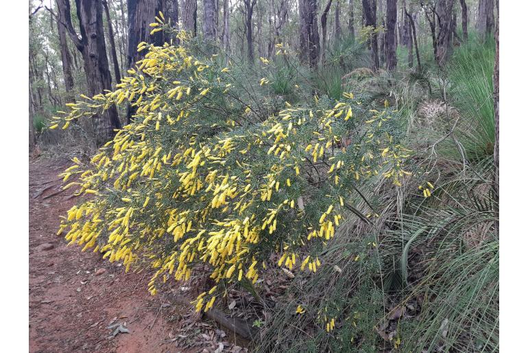 Acacia drummondii ssp candolleana -10209