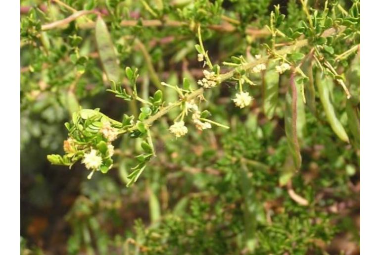 Acacia empelioclada -10211