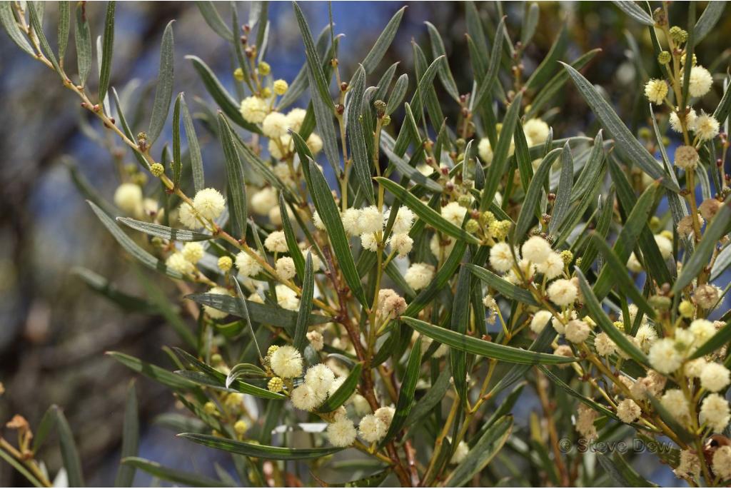 Acacia heteroclite