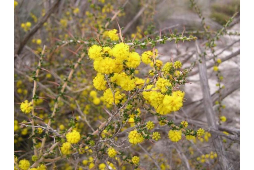 Gloeiende acacia