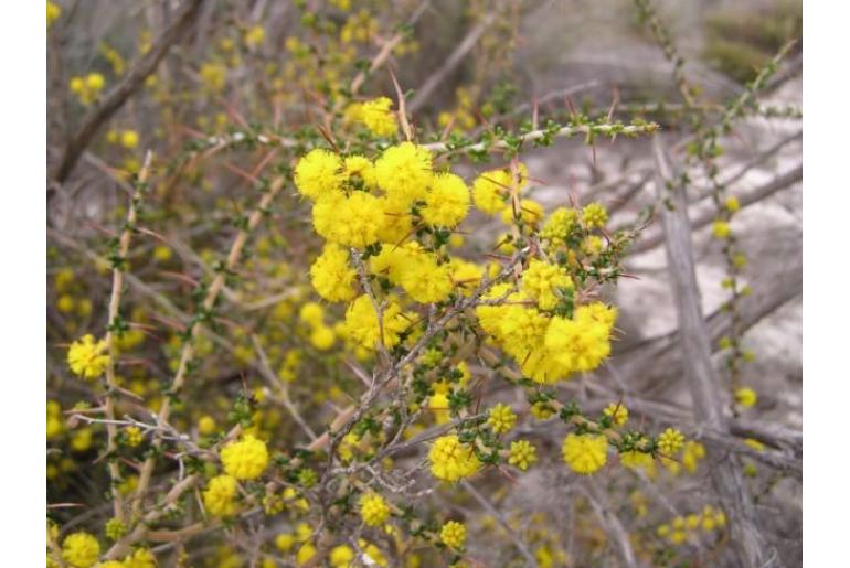 Acacia lasiocarpa var bracteolata -10217