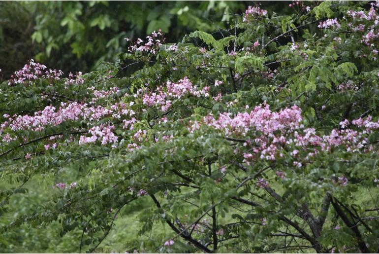 Cassia javanica -10218