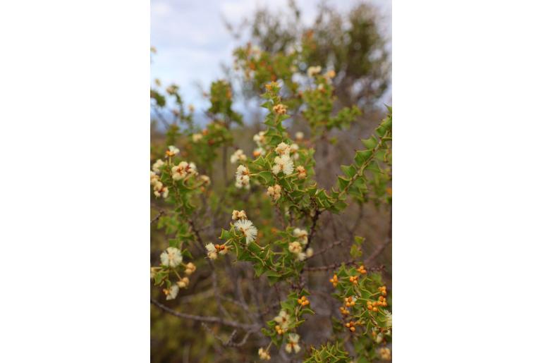 Acacia phlebopetala -10222