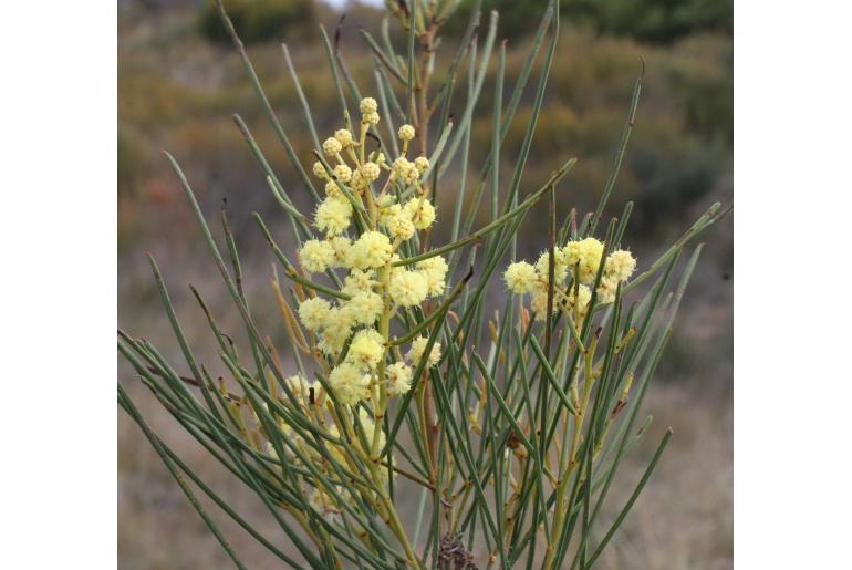 Acacia chamaeleon -10224