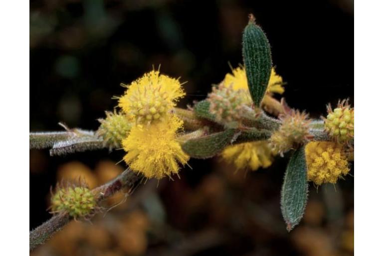 Acacia consobrina -10225