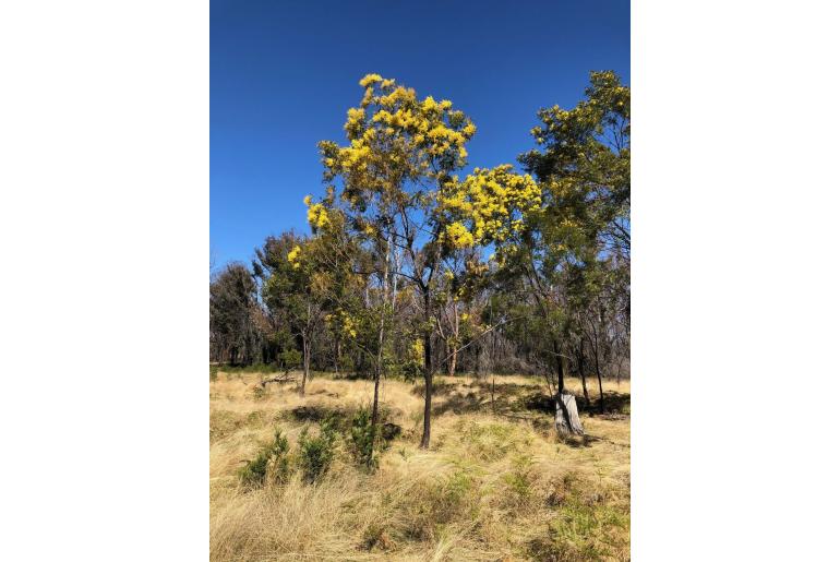 Acacia filicifolia -10233