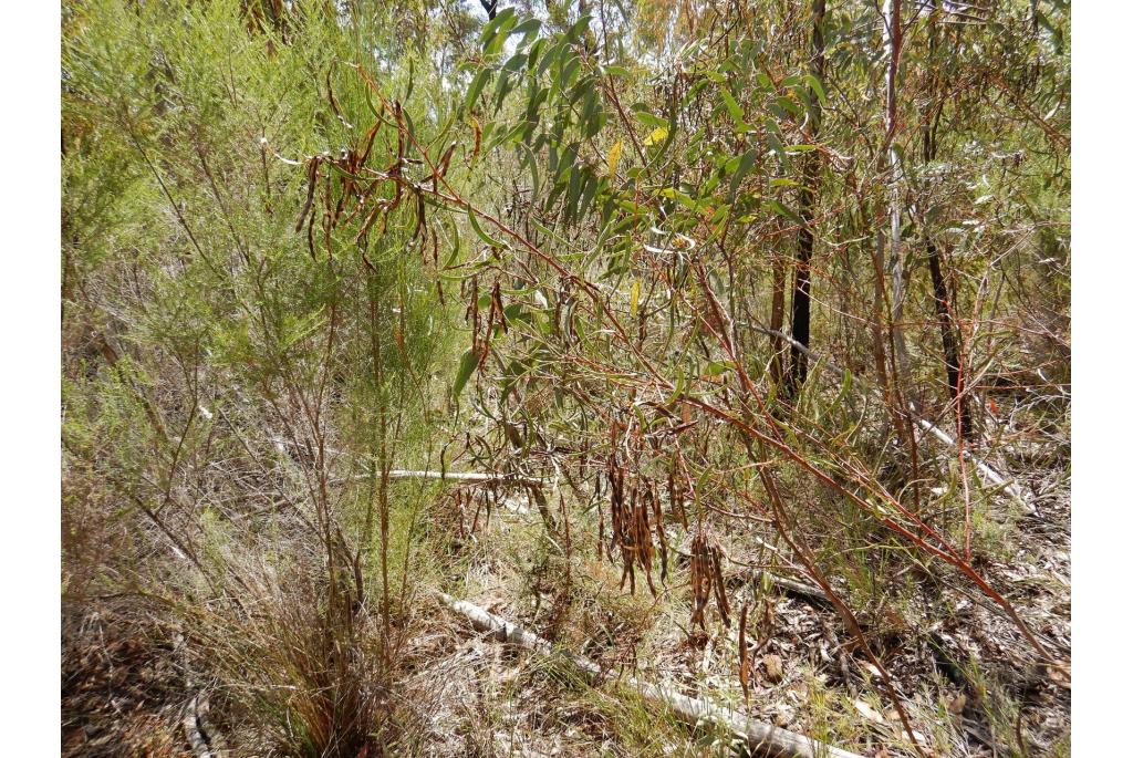 Zwaardblad acacia