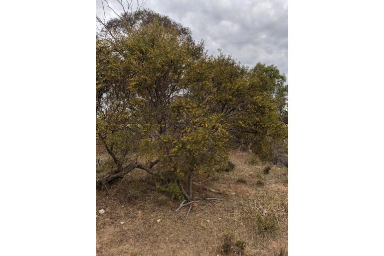 Acacia ligulata -10238