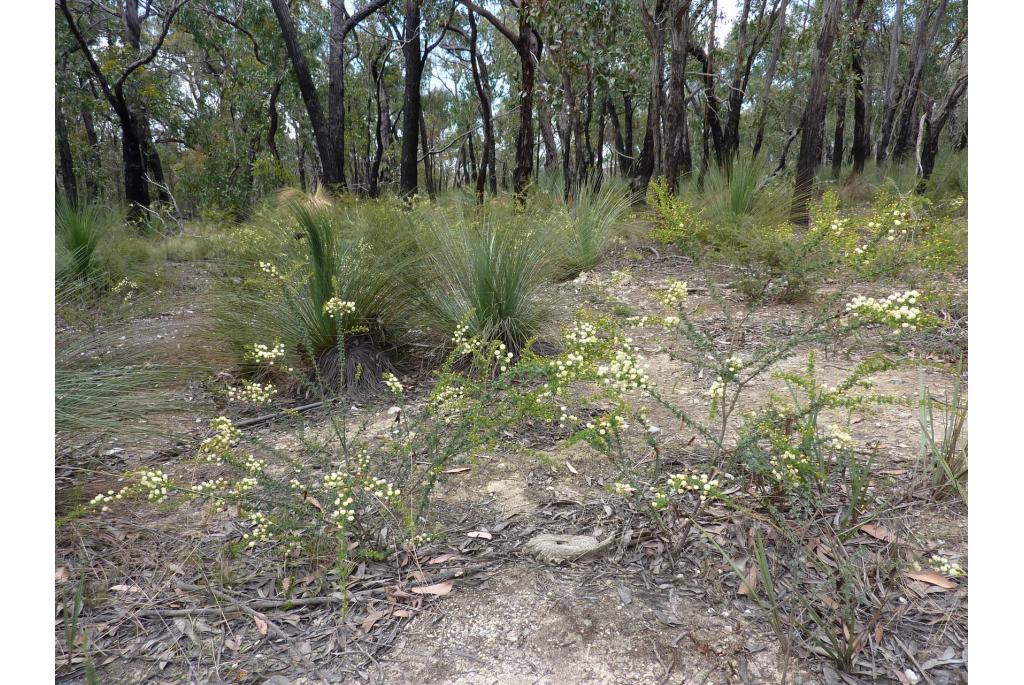 Mitchell's acacia