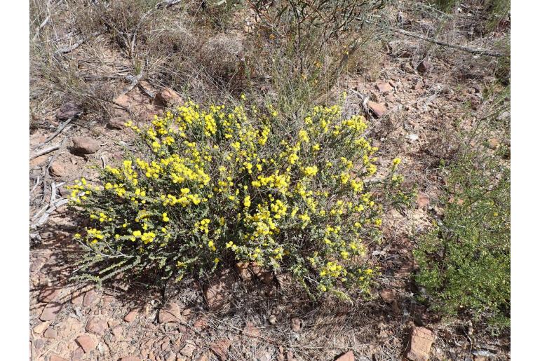 Acacia pravifolia -10243