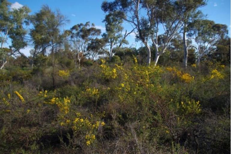 Acacia pulchella var glaberrima -10244