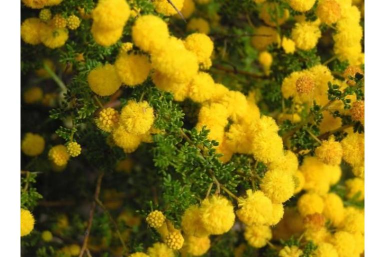 Acacia pulchella var goadbyi -10245