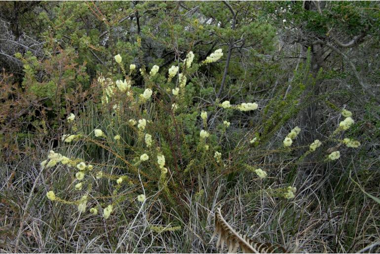 Acacia semitrullata -10249