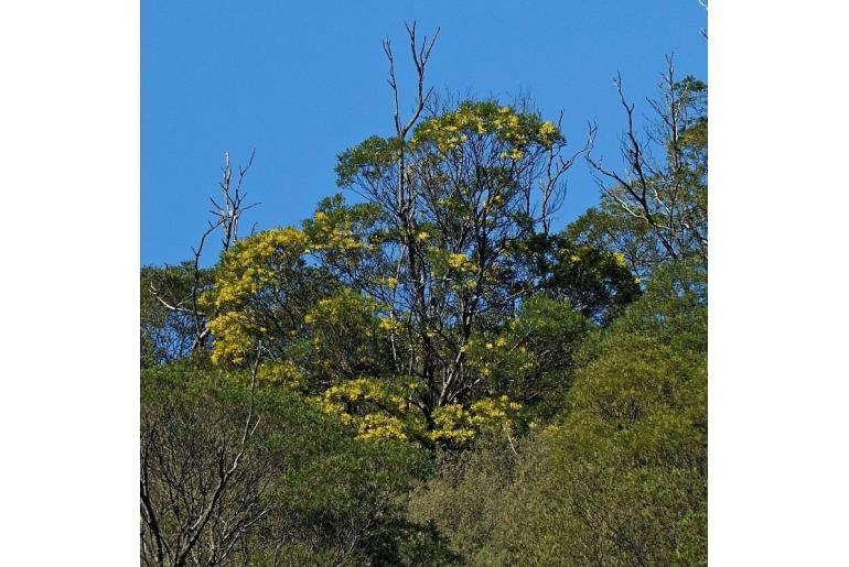 Acacia silvestris -10251